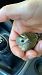 Regolo (Regulus regulus) © Pamela O'shaughnessy
