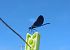 Calopteryx virgo © Elvire Laurens