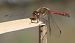 Sympetrum striolatum  - Fabio Angeli