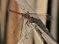 Sympetrum striolatum  - Fabio Angeli