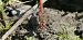 Sympetrum striolatum  - Fabio Angeli