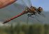 Sympétrum strié (Sympetrum striolatum) © Fabio Angeli