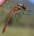Sympetrum vulgatum © Fabio Angeli