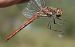 Sympetrum striolatum  - Fabio Angeli