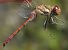 Sympetrum striolatum  - Fabio Angeli