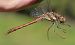 Sympetrum striolatum  - Fabio Angeli