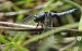 Orthetrum coerulescens  - Fabio Angeli