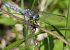Orthetrum coerulescens  - Fabio Angeli