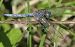 Orthetrum coerulescens © Fabio Angeli