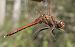 Sympetrum striolatum © Fabio Angeli