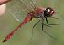 Sympetrum sanguineum © Fabio Angeli