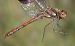 Sympetrum striolatum  - Fabio Angeli