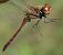 Sympetrum striolatum  - Fabio Angeli