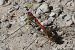 Sympetrum striolatum  - Fabio Angeli