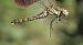 Sympetrum striolatum  - Fabio Angeli