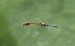 Sympetrum striolatum  - Fabio Angeli