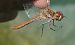 Sympetrum striolatum  - Fabio Angeli