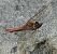 Sympetrum striolatum  - Fabio Angeli