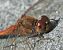 Sympetrum striolatum © Fabio Angeli