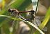 Sympetrum striolatum  - Fabio Angeli