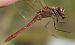 Sympetrum vulgatum  - Fabio Angeli