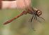 Sympetrum vulgatum  - Fabio Angeli