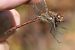 Sympetrum striolatum  - Fabio Angeli