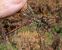 Sympetrum striolatum  - Fabio Angeli