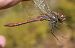 Sympetrum striolatum © Fabio Angeli