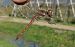 Sympetrum striolatum  - Fabio Angeli