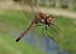 Sympetrum striolatum © Fabio Angeli