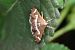 Spoladea recurvalis © Lorenzo Lanzani