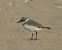 Kentish Plover (Anarhynchus alexandrinus) © Francesco Scarton