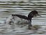 Svasso piccolo (Podiceps nigricollis) © Claudio Bucciarelli