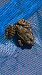 Rospo comune (Bufo bufo) © Walkerdine Susan
