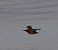 Martin pescatore (Alcedo atthis) © Angelo Pasqua
