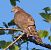Sparviere (Accipiter nisus) © Angelo Pasqua