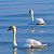 Cigno reale (Cygnus olor) © Angelo Pasqua