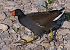 Gallinella d'acqua (Gallinula chloropus) © Angelo Pasqua