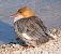 Smergo maggiore (Mergus merganser) © Angelo Pasqua