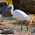 Garzetta (Egretta garzetta) © Angelo Pasqua