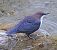 Merlo acquaiolo (Cinclus cinclus) © Angelo Pasqua