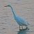Airone bianco (Ardea alba) © Angelo Pasqua