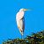 Airone bianco (Ardea alba) © Angelo Pasqua