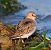 Piovanello pancianera (Calidris alpina) © Angelo Pasqua