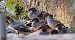 Smergo maggiore (Mergus merganser) © Angelo Pasqua