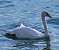 Cigno reale (Cygnus olor) © Angelo Pasqua