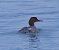 Smergo maggiore (Mergus merganser) © Angelo Pasqua