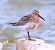 Piovanello pancianera (Calidris alpina) © Angelo Pasqua