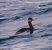 Svasso collorosso (Podiceps grisegena) © Angelo Pasqua